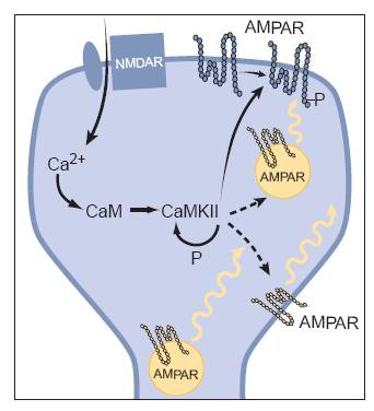 Figure 2: A simple model of thesignal chain which can lead to LTP (Malenka)